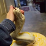 good snek