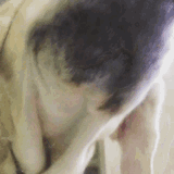dog-lick-lab-lick
