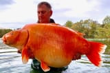 giant goldfish