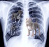dog in him