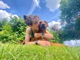 mischa_two_bitches