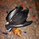 IMG_20250731_185000828_MFNR