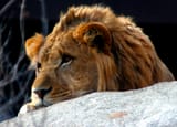 lion sad
