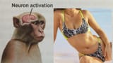 Neuron Activation