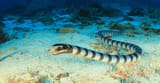 sea-snake