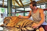 luke tiger