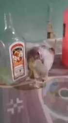 Drunk pigeon_thumb.jpg