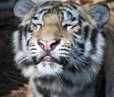 happy-tiger-kenneth-albin