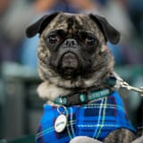marinersdog