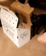 Catspricelessreactiontonewkitteninhouse-ezgif.com-video-to-gif-converter