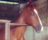 slyhorse
