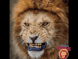 LION_MIGHTY_ROAR