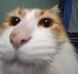 h3