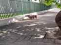 capybara 3_thumb.jpg