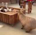 capybara 4_thumb.jpg