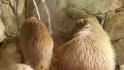 capybara 6_thumb.jpg
