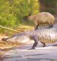 capybara 10_thumb.jpg