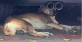 dogg
