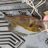 IMG_20250804_111624525