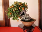 fruits_on_bonsai_1_20121110_1054599145