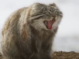 Screenshot 2024-11-21 at 13-35-37 World’s Grumpiest Cat I Frozen Planet II I BBC - YouTube