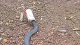 Snekdruk
