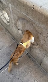 leo hole