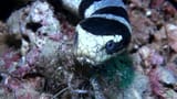 sea-sneks-sneakin