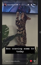 varela cat