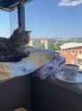 coffee cat with nice view_thumb.jpg