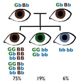 eyes