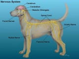 perro