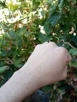 my aryan hand