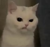 1705800873552242