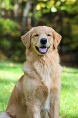 dog 3