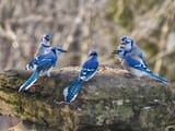 bbirds