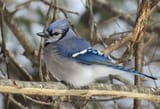 birds