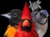 thoubirbs