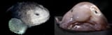blob-fish