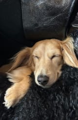 leodream