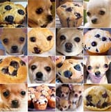 muffins