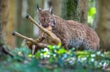 82d39080-7efb-4b56-bf9c-21dfca3b33d5_5_Lynx_with_prey