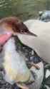 extremelyfastbird_thumb.jpg