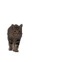 kot