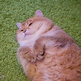 1712900983928242 hosico_7