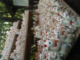 maneki-neko_招き猫_lit._beckoning_cat