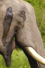 2005-tusker-musth-crop