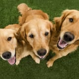 3 blondes