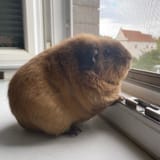 a piggy