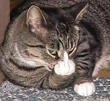 fug u